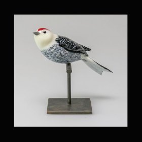 Small Avian 0313